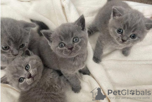 Photo №1. british shorthair - for sale in the city of Салоники | Is free | Announcement № 126139