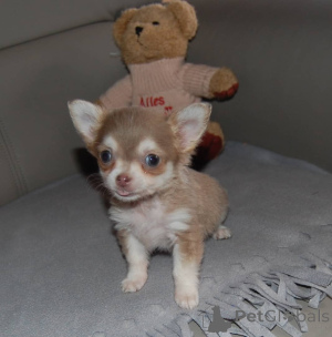Photo №3. Miniature Chihuahua Puppies. Germany