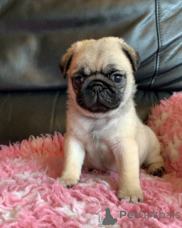 Photo №2 to announcement № 173651 for the sale of pug - buy in Germany breeder