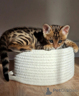Photo №2 to announcement № 176449 for the sale of bengal cat - buy in Netherlands breeder