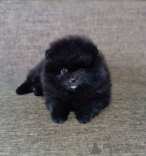 Photo №1. pomeranian - for sale in the city of Berlin | 845$ | Announcement № 106379