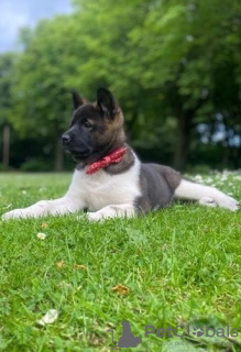 Photo №4. I will sell akita in the city of Vilnius. private announcement - price - 370$