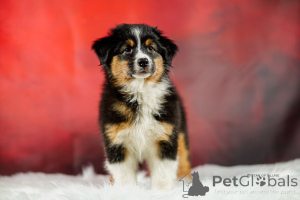 Photo №2 to announcement № 135524 for the sale of australian shepherd - buy in Poland breeder