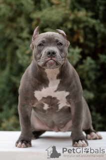 Photo №1. american bully - for sale in the city of St. Petersburg | negotiated | Announcement № 85845