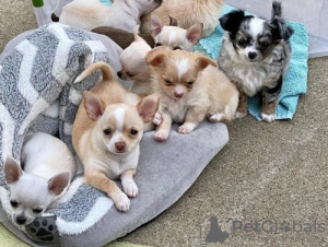 Photo №1. chihuahua - for sale in the city of Гамбург | 312$ | Announcement № 25123