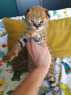 Photo №3. serval , savannah and caracal kittens available for loving homes. Australia