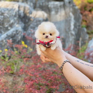 Photo №3. 3 Pomeranian toy puppies are ready few weeks old male and female Pomeranian toy. United States