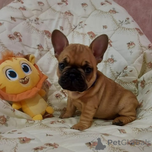 Photo №3. 3 gorgeous puppies for sale. Italy