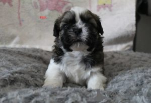 Photo №1. shih tzu - for sale in the city of Haugesund | 361$ | Announcement № 170174