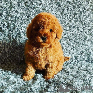 Photo №1. poodle (toy) - for sale in the city of Les Palmes | negotiated | Announcement № 173436