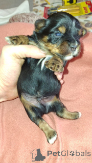 Photo №4. I will sell beaver yorkshire terrier, yorkshire terrier in the city of Daugavpils. private announcement, from nursery, breeder - price - 565$