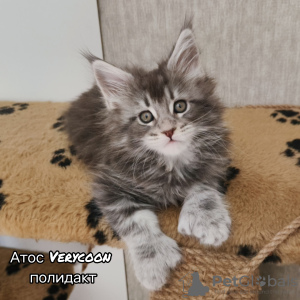 Photo №1. maine coon - for sale in the city of Samara | negotiated | Announcement № 43411