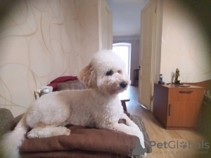 Photo №1. poodle (dwarf) - for sale in the city of Tbilisi | negotiated | Announcement № 122096