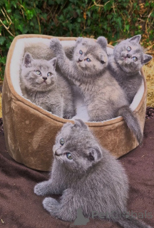 Photo №1. scottish fold - for sale in the city of Frechen | 465$ | Announcement № 173925