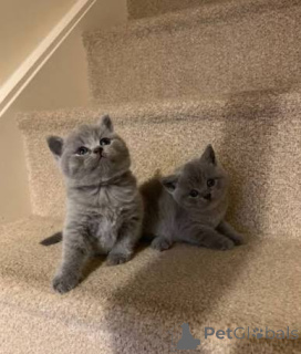 Photo №1. british shorthair - for sale in the city of Bristol | negotiated | Announcement № 173785