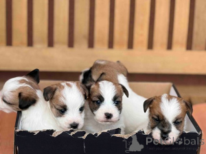 Photo №1. jack russell terrier - for sale in the city of Kruševac | negotiated | Announcement № 176340