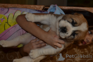 Photo №4. I will sell central asian shepherd dog in the city of Kropivnitsky.  - price - 282$