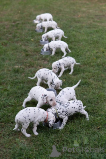 Photo №1. dalmatian dog - for sale in the city of Bochum | 1032$ | Announcement № 161547