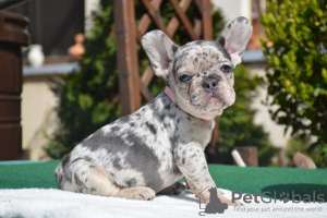 Photo №2 to announcement № 125624 for the sale of french bulldog - buy in United Kingdom 