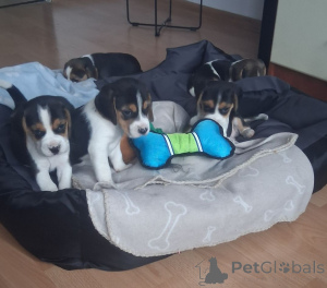 Photo №1. beagle - for sale in the city of Nuremberg | 929$ | Announcement № 161546