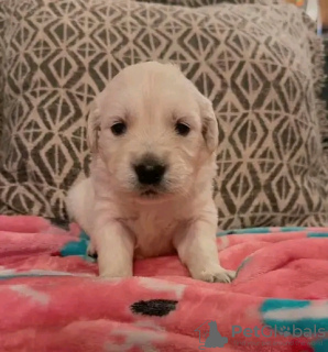 Photo №3. GOLDEN RETRIEVER LABRADOR PUPPY. Canada