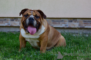 Photo №2 to announcement № 28773 for the sale of english bulldog - buy in Poland breeder