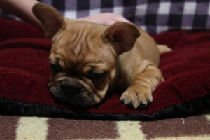 Photo №1. french bulldog - for sale in the city of Cherepovets | negotiated | Announcement № 5989