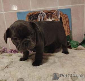 Photo №4. I will sell french bulldog in the city of Smolevichi. private announcement - price - 645$