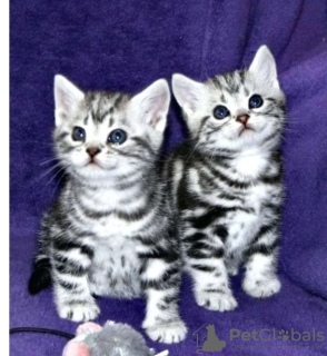 Photo №1. british shorthair - for sale in the city of Амстердам | negotiated | Announcement № 65584