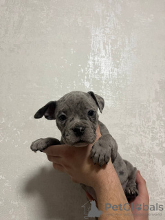 Photo №4. I will sell american bully in the city of Москва. breeder - price - negotiated