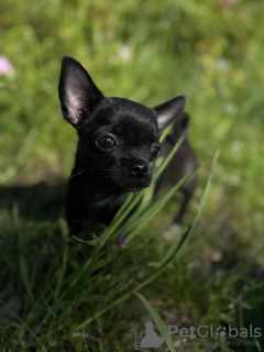 Additional photos: Chihuahua sand