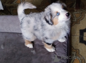 Photo №2 to announcement № 156507 for the sale of miniature american shepherd (aussie) - buy in Poland breeder