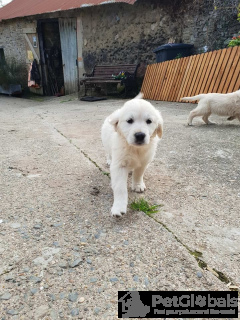 Photo №2 to announcement № 134643 for the sale of golden retriever - buy in Belgium 