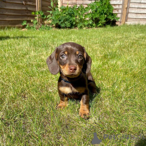 Photo №2 to announcement № 147211 for the sale of dachshund - buy in United States breeder