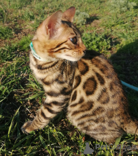 Photo №4. I will sell bengal cat in the city of Kazan. breeder - price - 613$