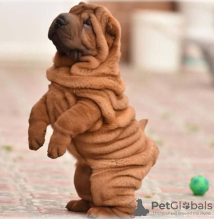 Photo №1. shar pei - for sale in the city of Stockholm | negotiated | Announcement № 113219