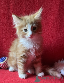 Photo №1. norwegian forest cat - for sale in the city of Lichtenberg | 361$ | Announcement № 173638