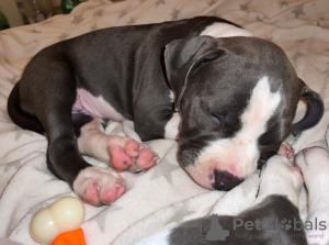 Photo №2 to announcement № 110247 for the sale of american bully - buy in Serbia breeder