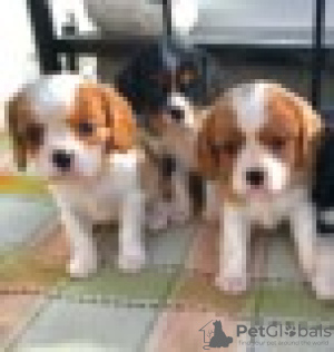 Photo №3. Adorable Cavalier King Charles Puppies for free adoption. Germany