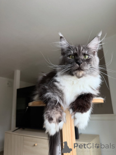 Photo №2 to announcement № 155399 for the sale of maine coon - buy in Netherlands private announcement