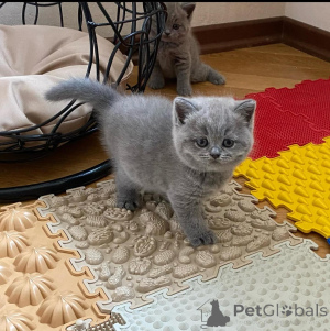 Photo №1. british shorthair - for sale in the city of St. Julian's | negotiated | Announcement № 168318