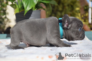 Photo №4. I will sell french bulldog in the city of Mainz. private announcement - price - 317$