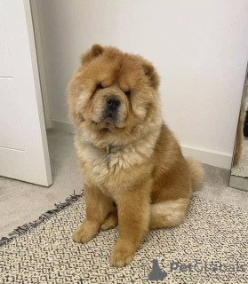 Photo №1. chow chow - for sale in the city of Vilnius | negotiated | Announcement № 94425