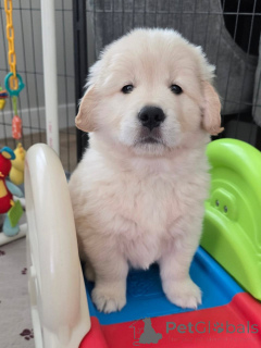 Photo №1. golden retriever - for sale in the city of Rumlange | negotiated | Announcement № 171671