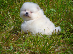 Photo №1. german spitz - for sale in the city of Rome | 1337$ | Announcement № 3499