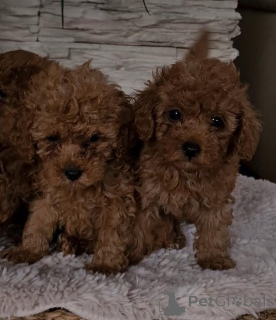 Photo №2 to announcement № 139180 for the sale of poodle (toy) - buy in Serbia breeder