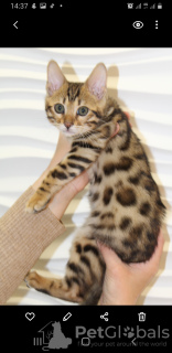 Photo №2 to announcement № 10474 for the sale of bengal cat - buy in Ukraine private announcement