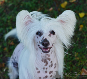 Photo №2 to announcement № 105358 for the sale of chinese crested dog - buy in Germany breeder