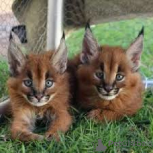 Photo №2 to announcement № 8026 for the sale of caracal - buy in Poland private announcement