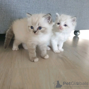 Photo №2 to announcement № 30007 for the sale of ragdoll - buy in Germany private announcement